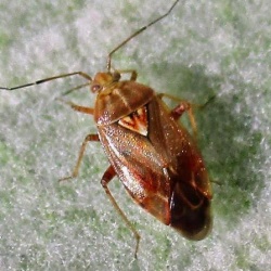 FotD